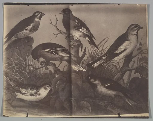 [Spread from an Ornithological Book]