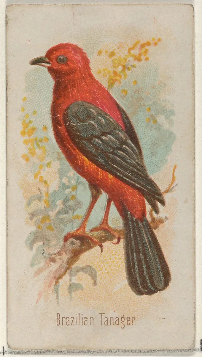 Brazilian Tanager, from the Song Birds of the World series (N23) for Allen & Ginter Cigarettes — Allen & Ginter|George S. Harris & Sons
