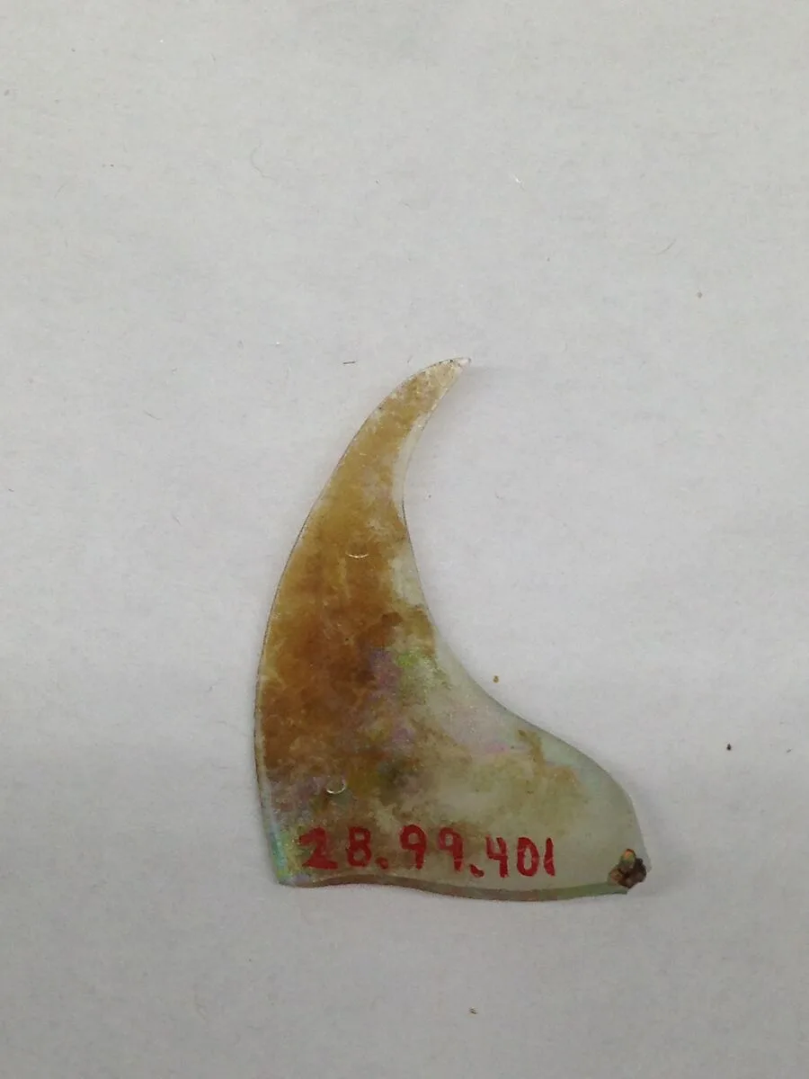 Fragment — Unknown