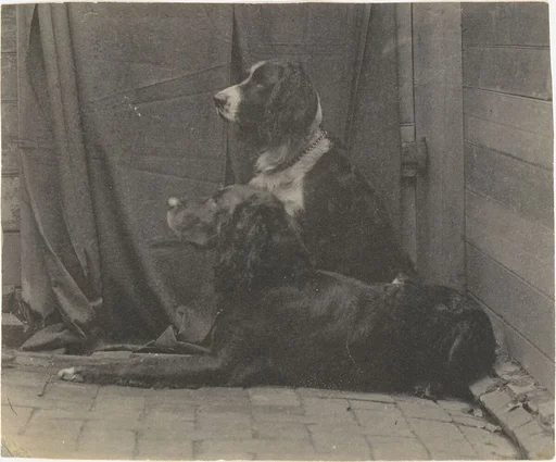 [Thomas Eakins's Dog Harry and Another Setter]