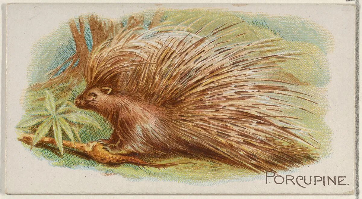 Porcupine, from the Quadrupeds series (N21) for Allen & Ginter Cigarettes — Allen & Ginter|Lindner, Eddy & Claus