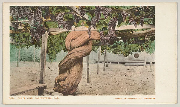 Grape Vine, Carpenteria, California, No. 6181 — Detroit Publishing Company