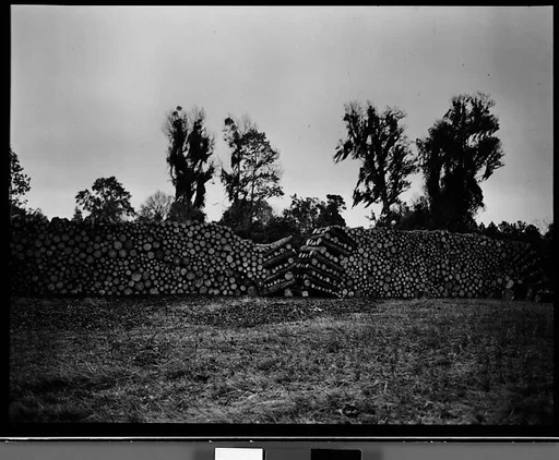 [Cypress Trees in Swamp, Florida]