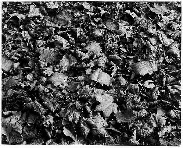 Chicago — Harry Callahan