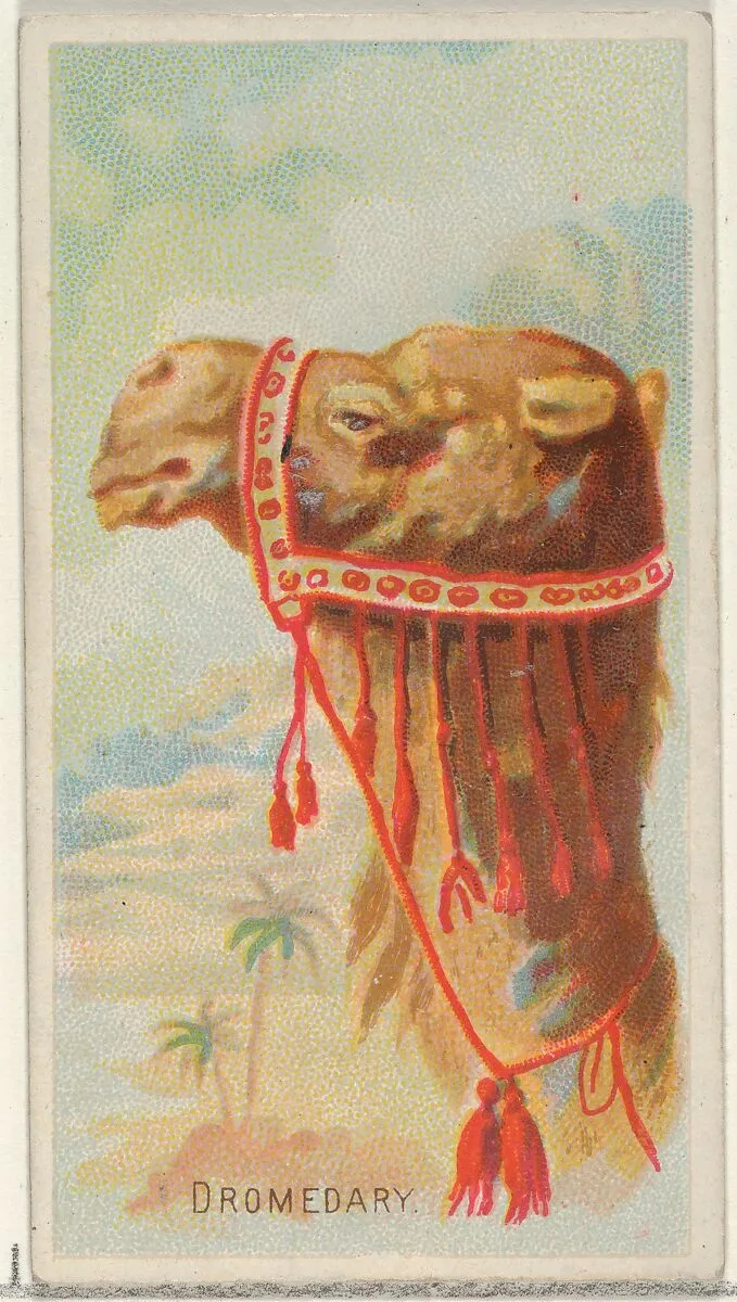 Dromedary, from the Wild Animals of the World series (N25) for Allen & Ginter Cigarettes — George S. Harris & Sons|Allen & Ginter