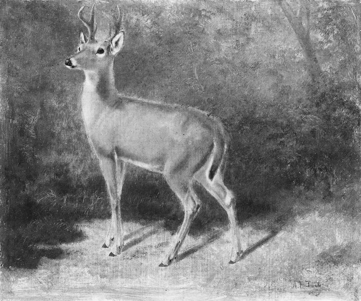 Deer—Sketch from Nature — Arthur Fitzwilliam Tait