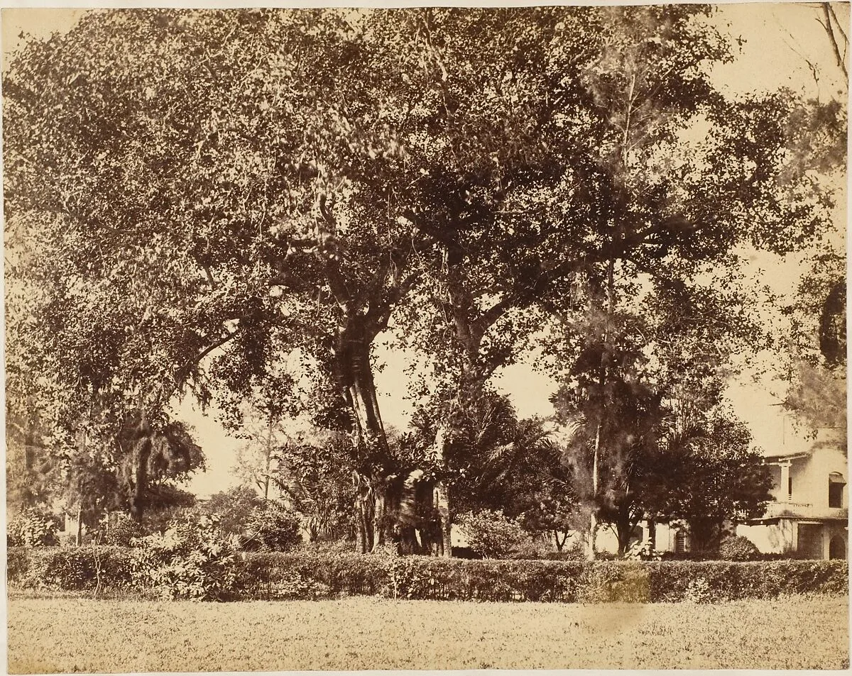 View From Our Garden, Dum Dum — Captain R. B. Hill