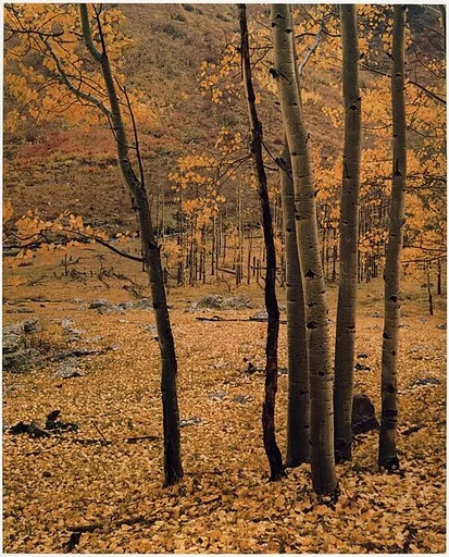 Yellow Aspens, Colorado