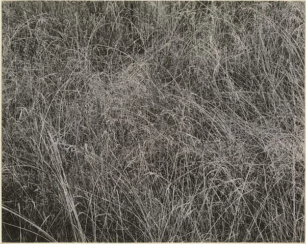 Grass — Alfred Stieglitz