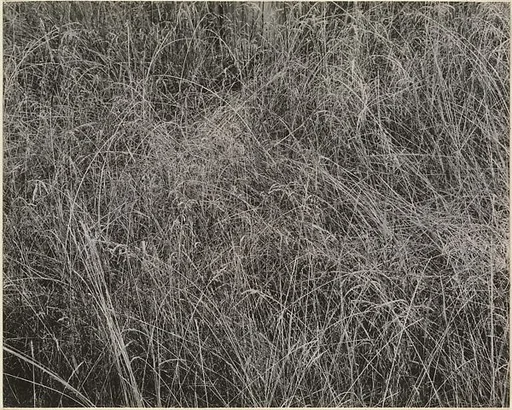 Grass