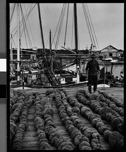 [Sponges on Wharf, Tarpon Springs, Florida]