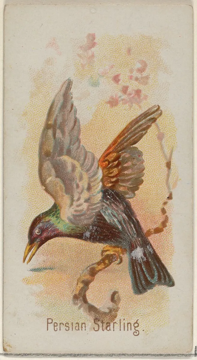 Persian Starling, from the Song Birds of the World series (N23) for Allen & Ginter Cigarettes — George S. Harris & Sons|Allen & Ginter