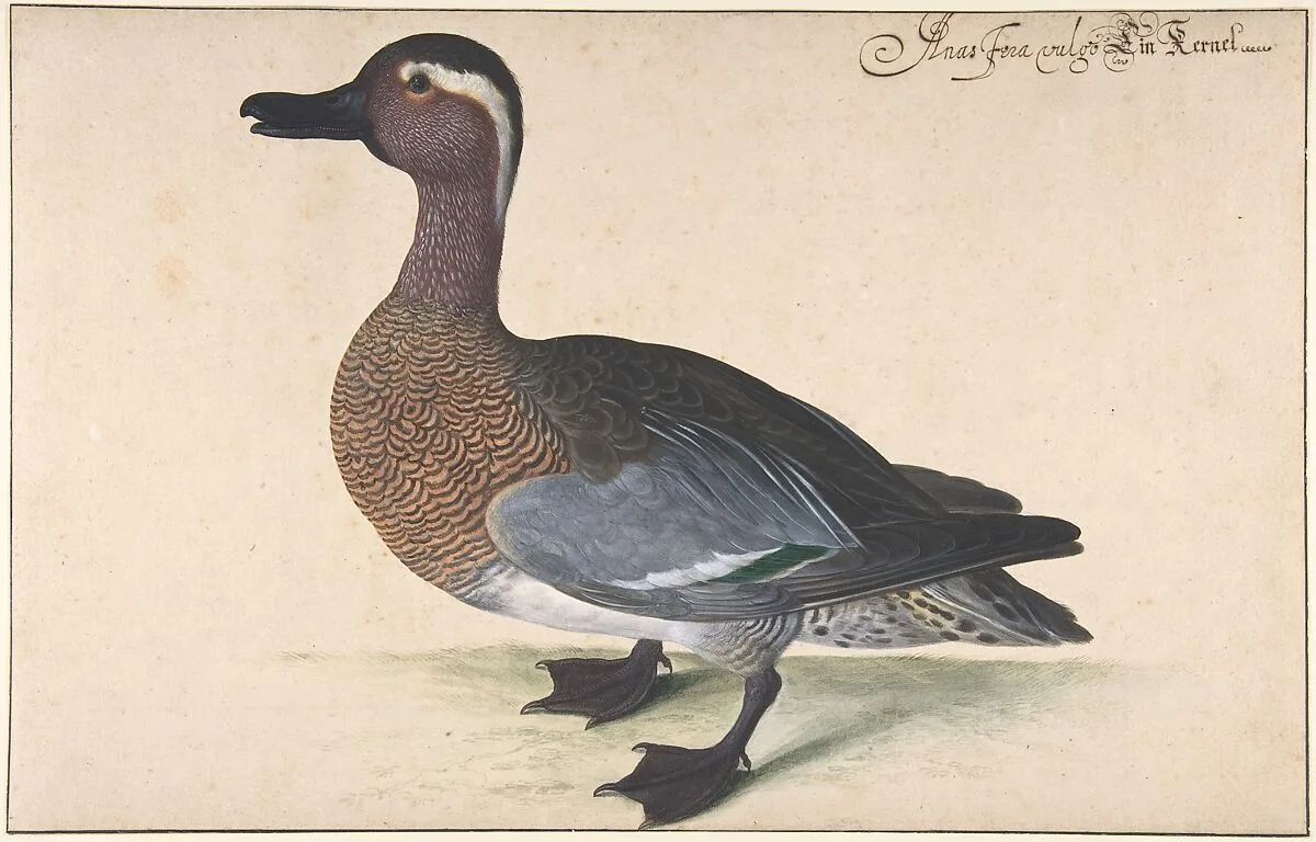 A Male Teal — Johann Jakob Walther