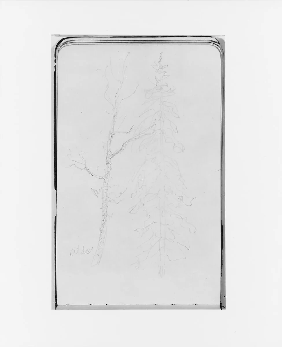 Alder and Evergreen (from Sketchbook) — Albert Bierstadt
