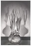 Sprouting Onions — Nancy Lawton