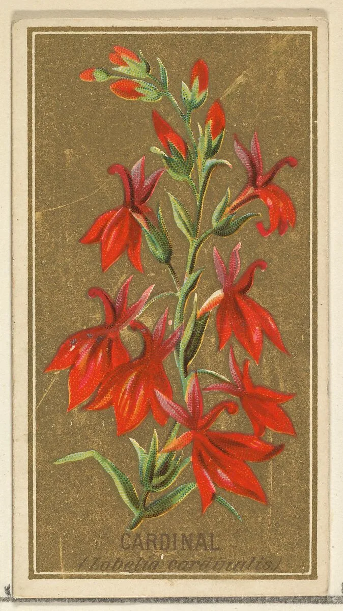 Cardinal (Lobelia cardinalis), from the Flowers series for Old Judge Cigarettes — Goodwin & Company|George S. Harris & Sons