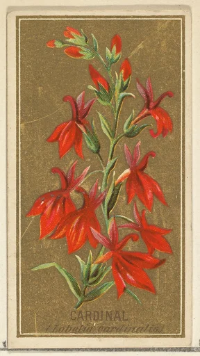 Cardinal (Lobelia cardinalis), from the Flowers series for Old Judge Cigarettes