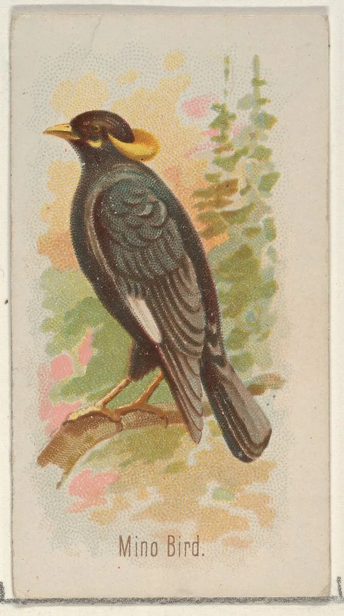 Mino Bird, from the Song Birds of the World series (N23) for Allen & Ginter Cigarettes — George S. Harris & Sons|Allen & Ginter