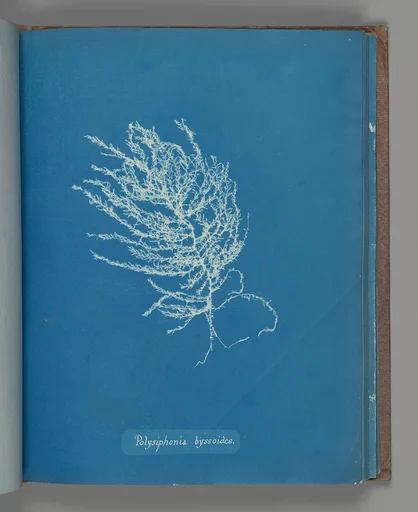 Polysiphonia byssoides