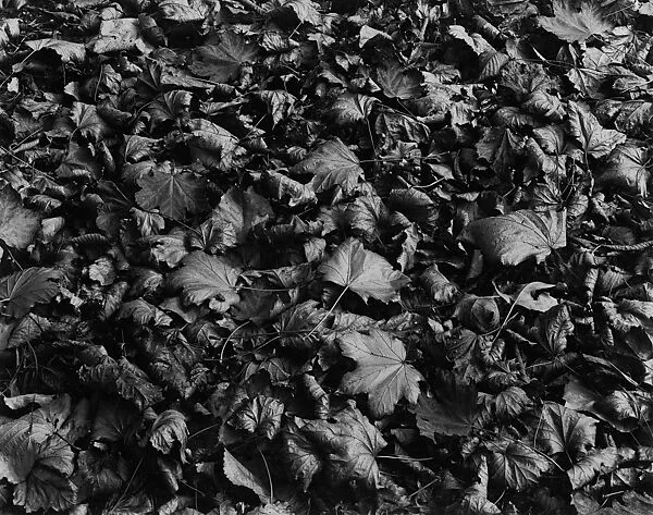 Chicago — Harry Callahan
