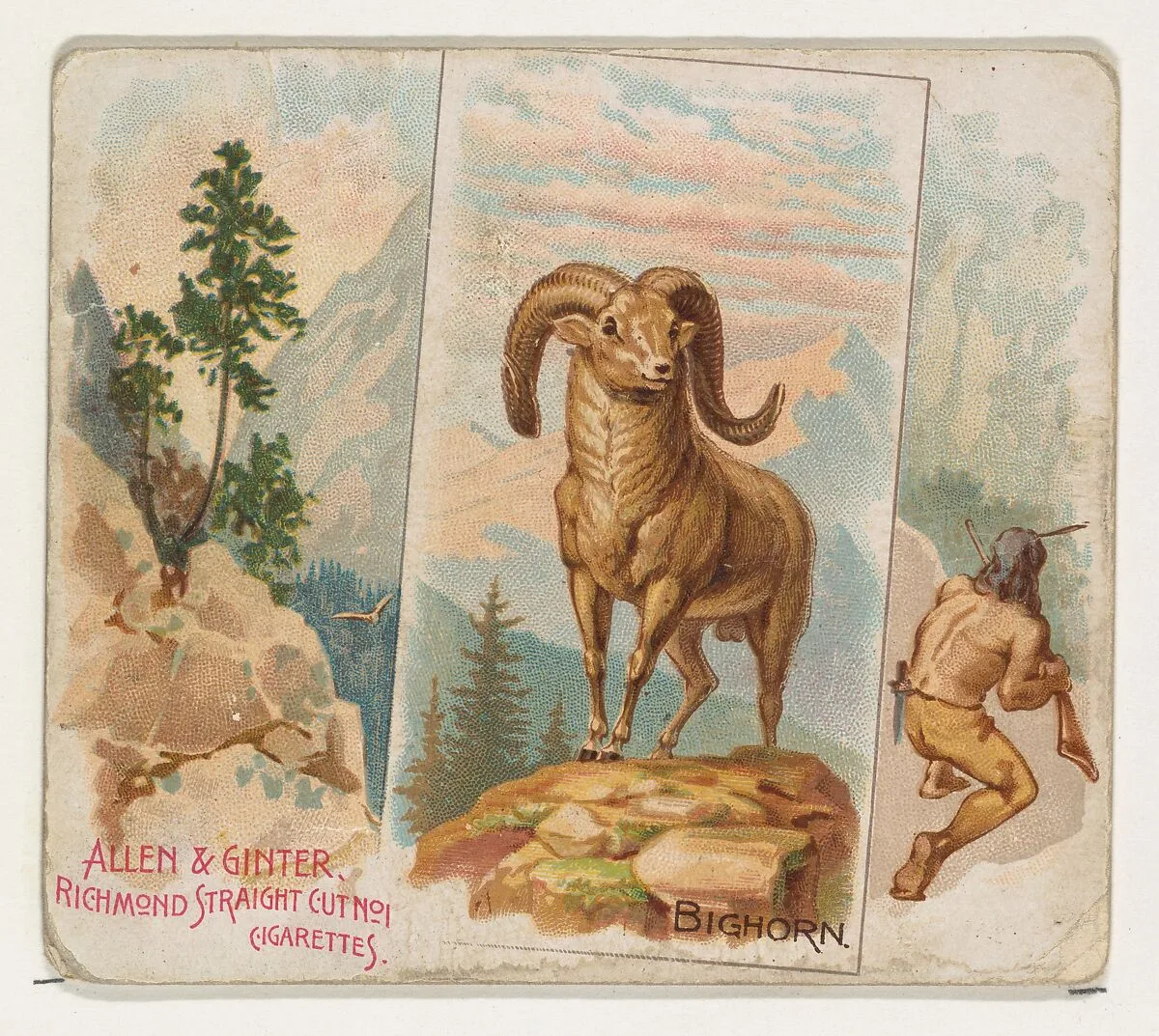 Bighorn, from Quadrupeds series (N41) for Allen & Ginter Cigarettes — Allen & Ginter|Lindner, Eddy & Claus