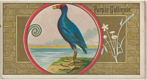 Purple Gallinule, from the Game Birds series (N13) for Allen & Ginter Cigarettes Brands