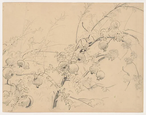Pomegranates