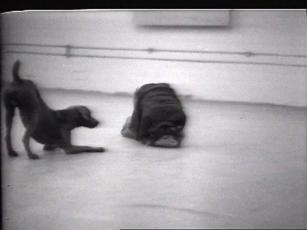 Tails — William Wegman
