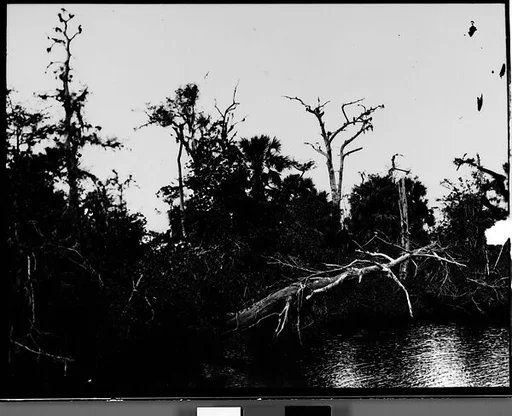 [Cypresses in Everglades, Florida]