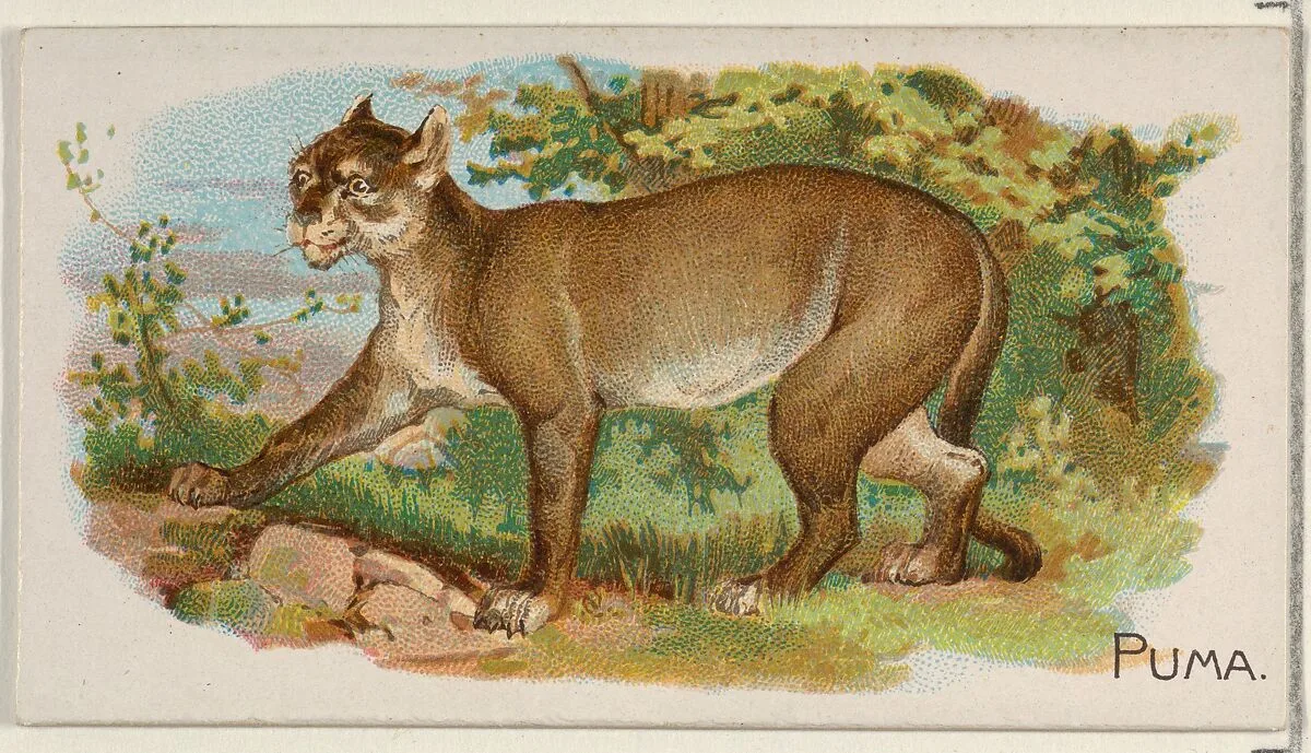 Puma, from the Quadrupeds series (N21) for Allen & Ginter Cigarettes — Allen & Ginter|Lindner, Eddy & Claus