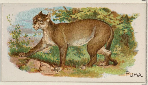 Puma, from the Quadrupeds series (N21) for Allen & Ginter Cigarettes