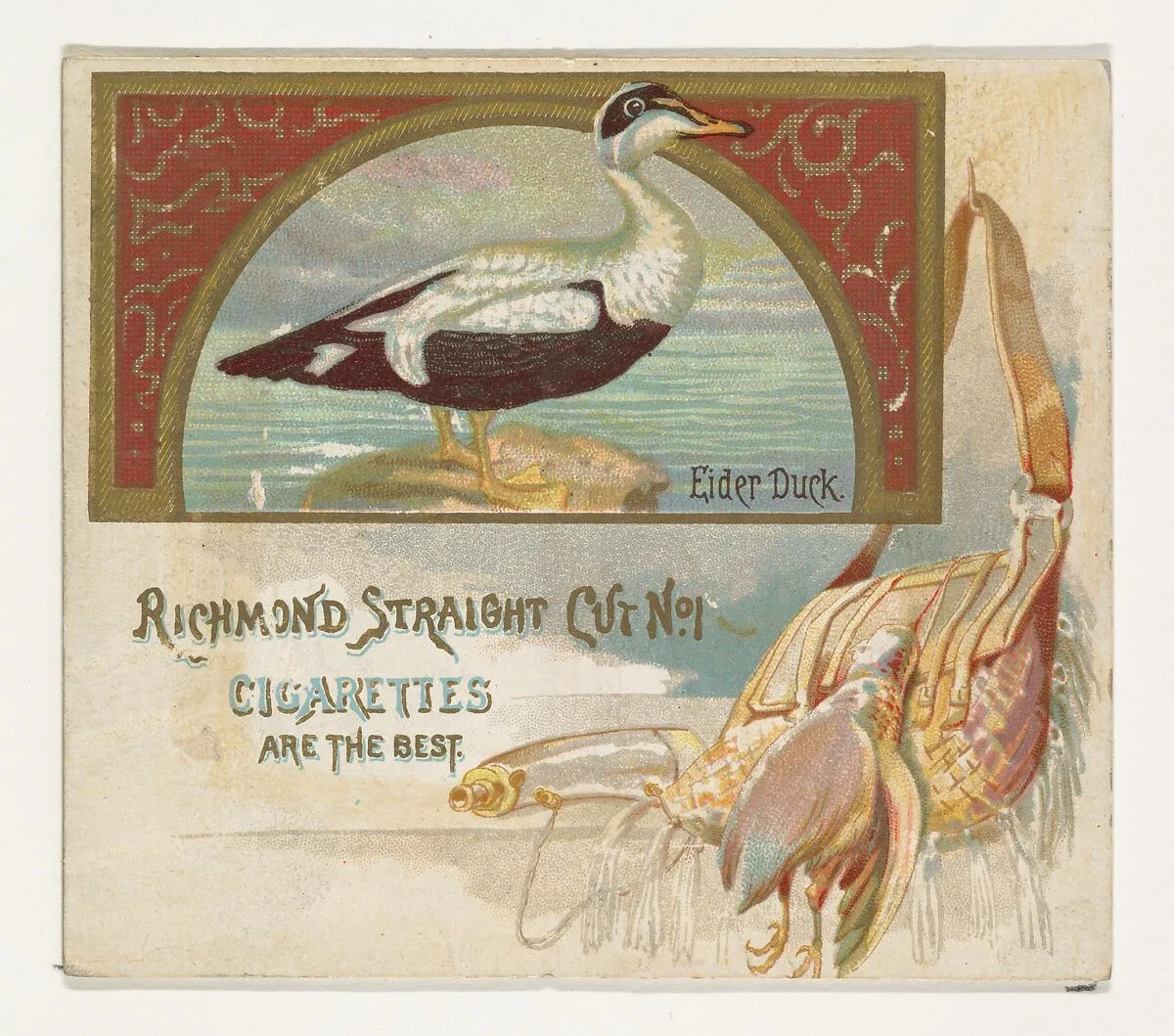 Eider Duck, from the Game Birds series (N40) for Allen & Ginter Cigarettes — Allen & Ginter