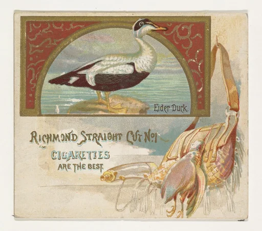 Eider Duck, from the Game Birds series (N40) for Allen & Ginter Cigarettes