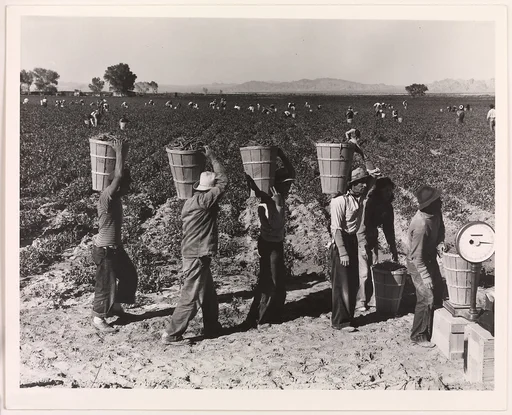 Pea Pickers Line Up on Edge of Field at Weigh Scale, near Calipatria, Imperial Valley, California, February