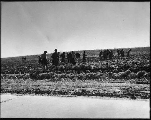 [Workers in Field, Vicinity New Orleans, Louisiana]
