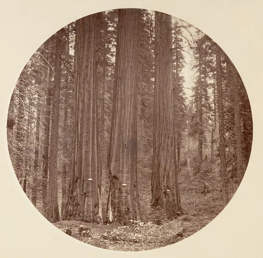 [Yosemite National Park, California]