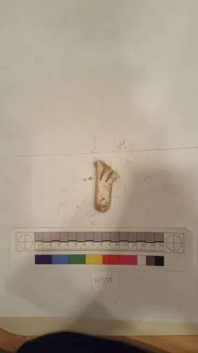 Stucco Fragment