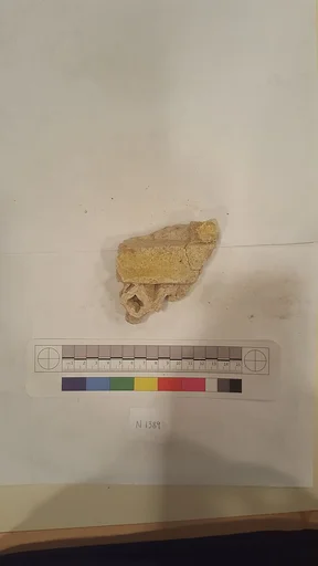 Stucco Fragment