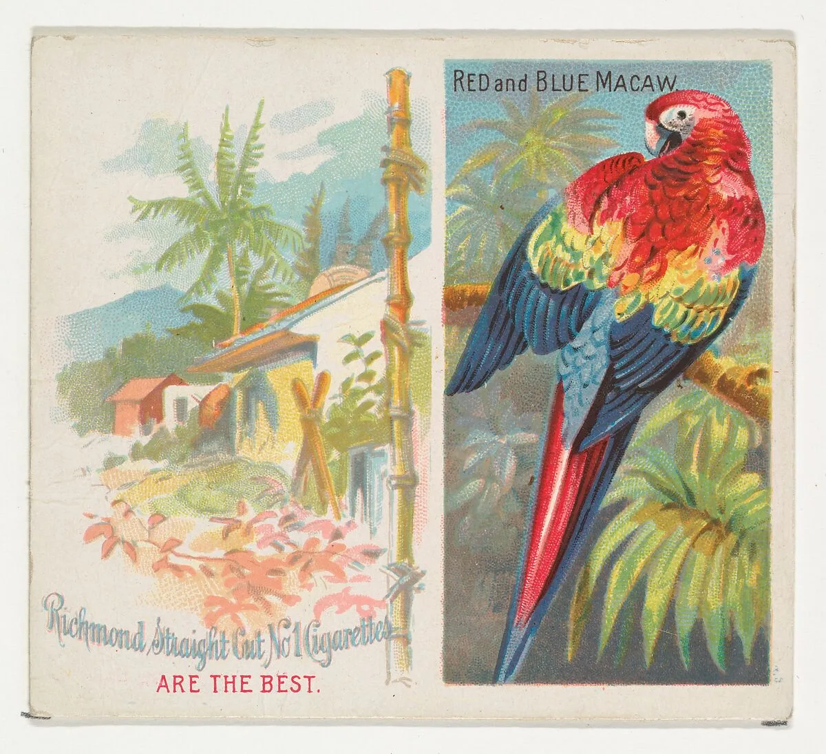 Red and Blue Macaw, from Birds of the Tropics series (N38) for Allen & Ginter Cigarettes — Allen & Ginter|George S. Harris & Sons