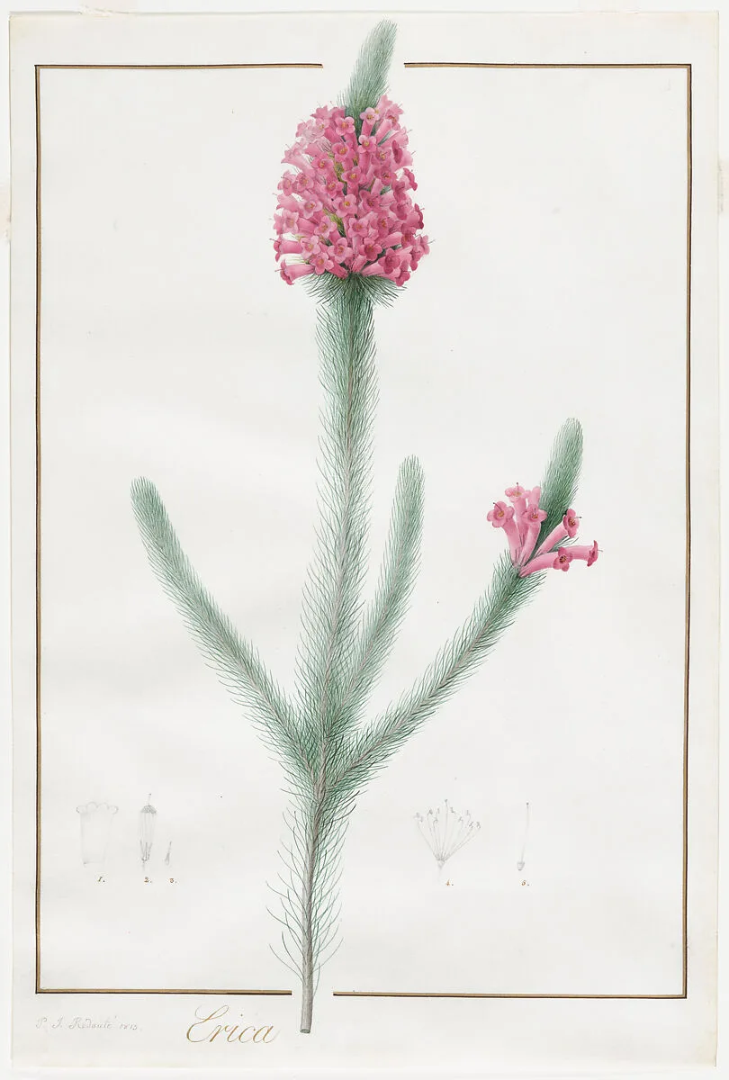 Erica Fulgida — Pierre Joseph Redouté