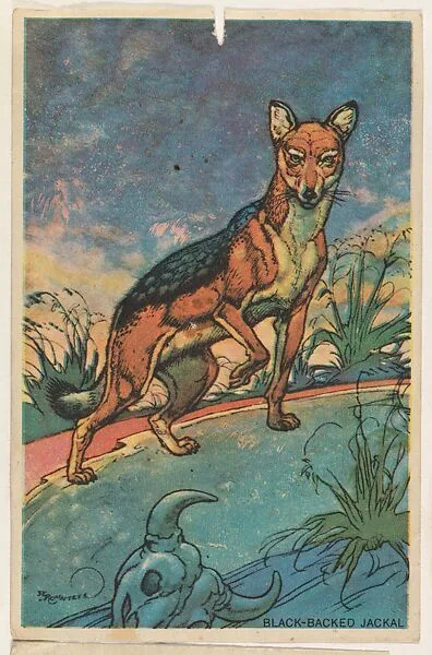 Black-Backed Jackal, collector card from the Animal's Pictures series (D12), issued by Roulstons Bread — Roulstons Bread