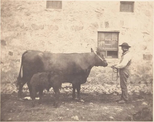 [Prize Cow and Calf]
