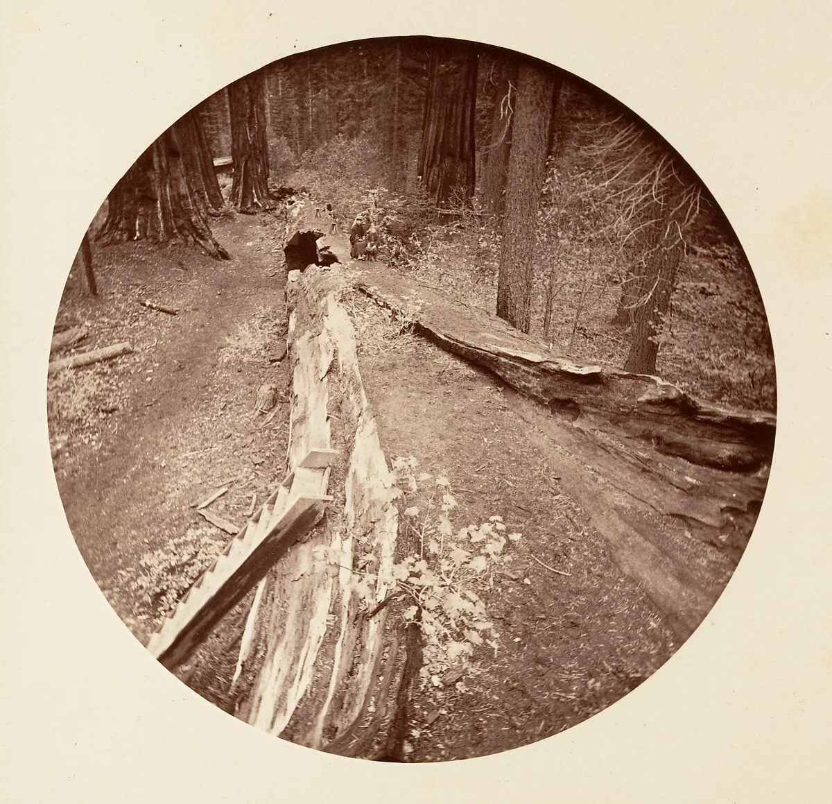 The Father of the Forest 450 Ft Long, C. Grove — Carleton E. Watkins
