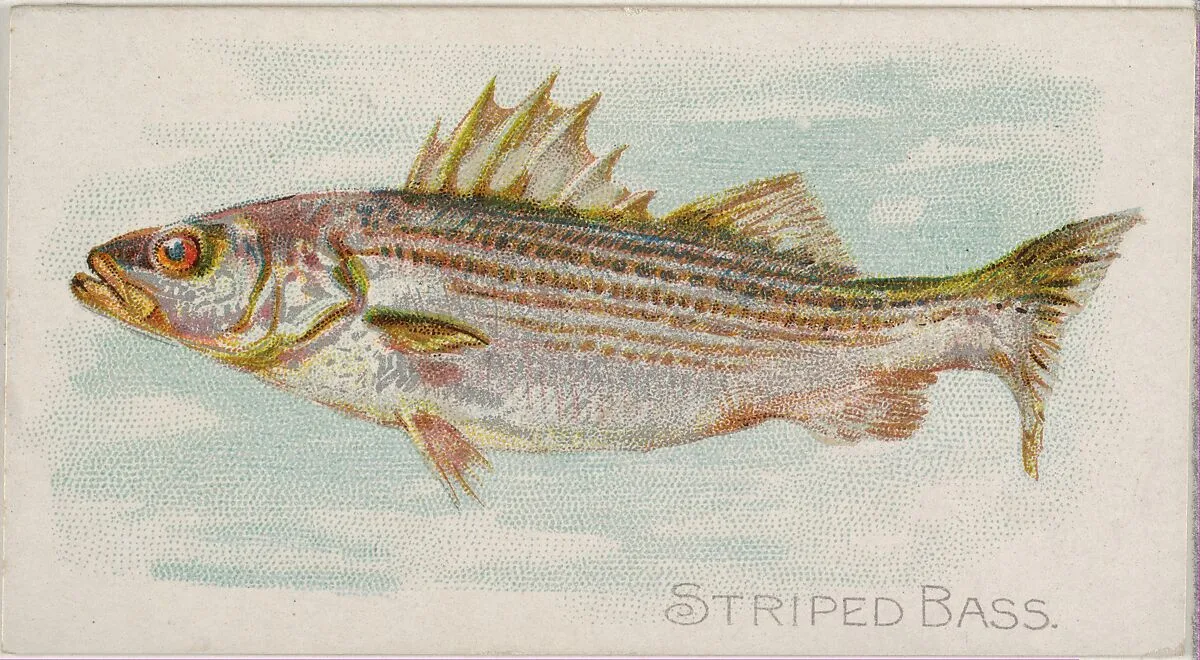 Striped Bass, from the Fish from American Waters series (N8) for Allen & Ginter Cigarettes Brands — Allen & Ginter|Lindner, Eddy & Claus