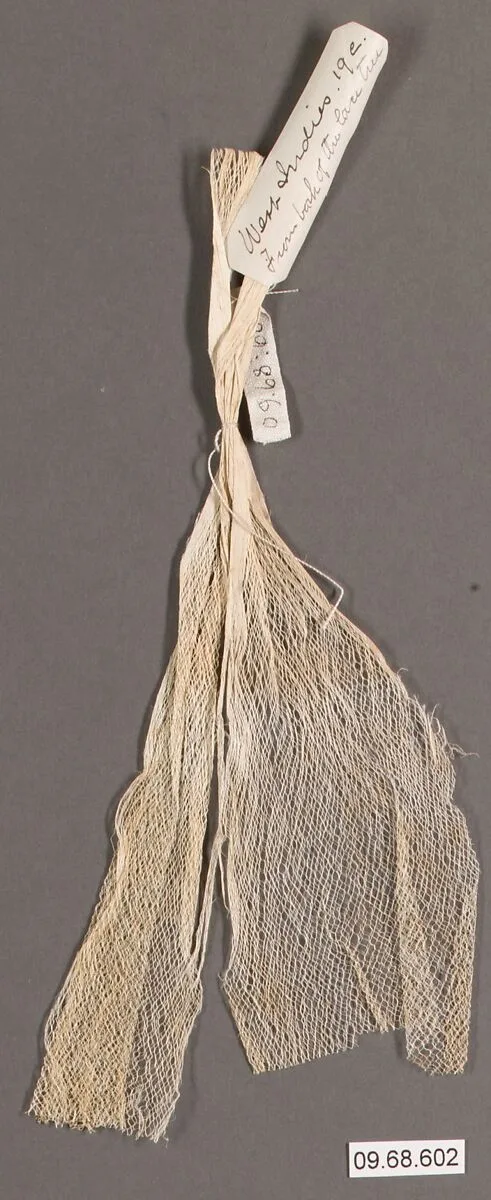Bark of a lace tree — Unknown