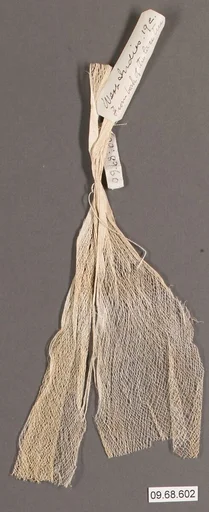 Bark of a lace tree