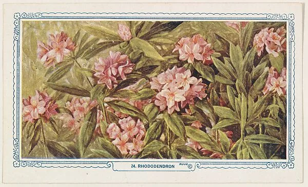 24. Rhododendron, bakery insert card from the Flower Pictures series (D36), issued by the Freihofer Baking Company — Freihofer Baking Company