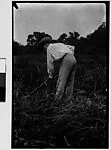 [Walker Evans in Field with Hoe, Darien, Connecticut]