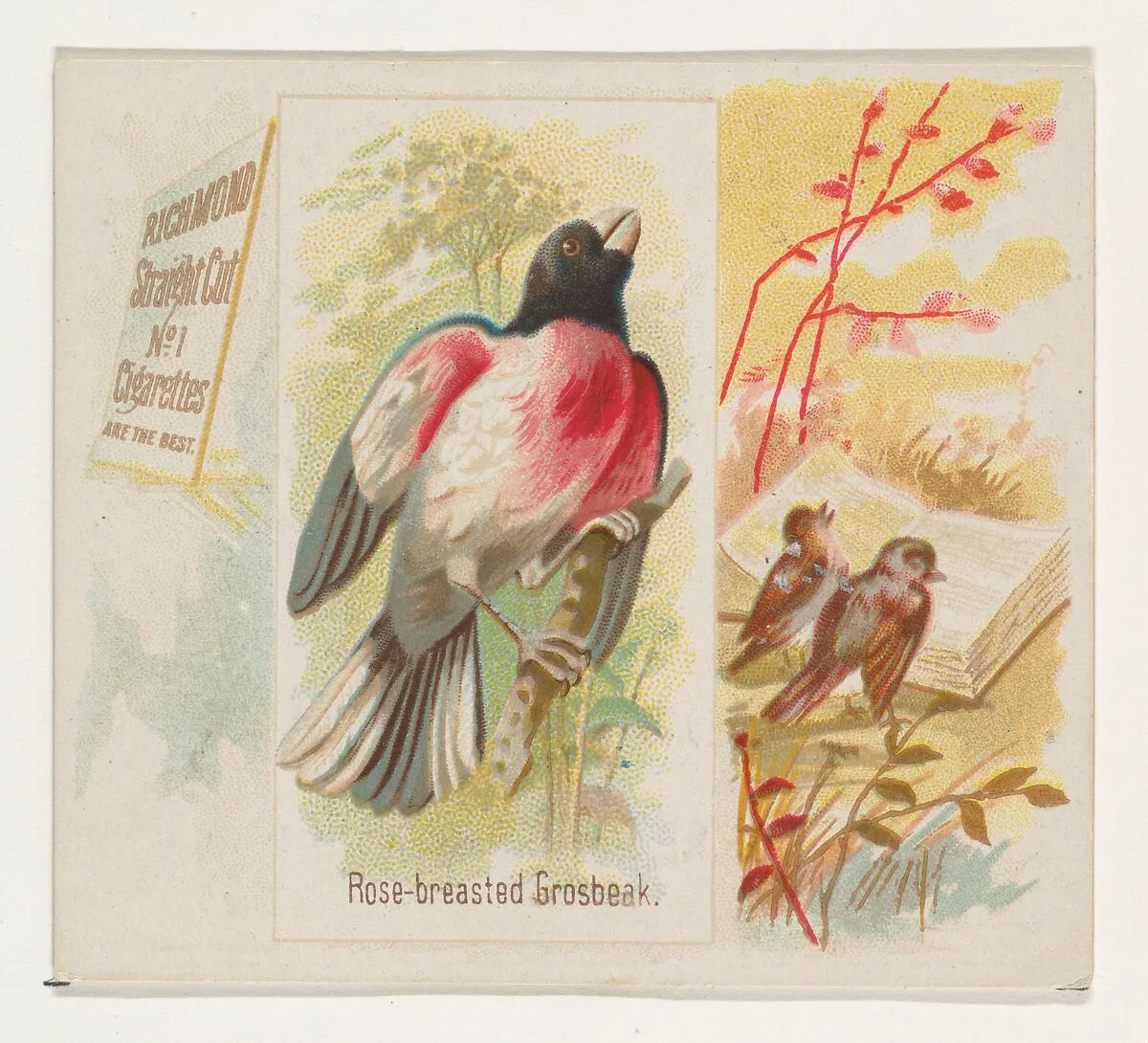Rose-breasted Grosbeak, from the Song Birds of the World series (N42) for Allen & Ginter Cigarettes — Allen & Ginter|George S. Harris & Sons