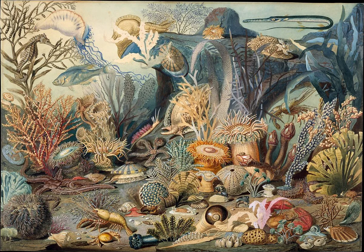 Ocean Life — James M. Sommerville|Christian Schussele